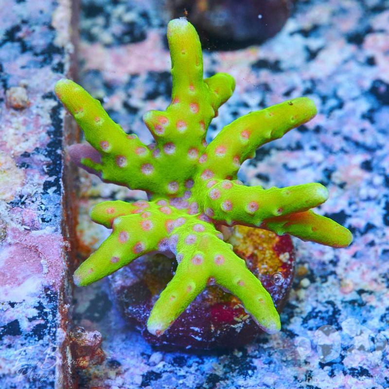 Anacropora Goldenrod